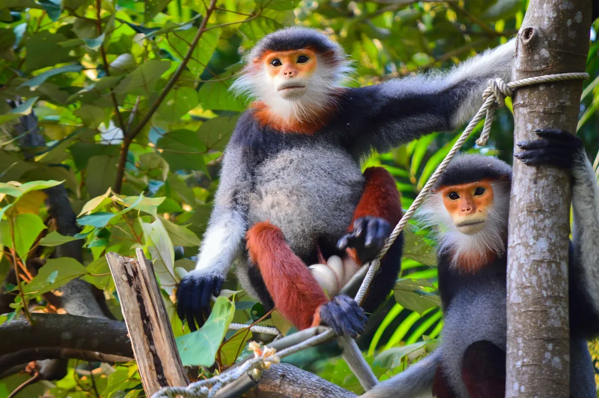 Khám phá các loài linh trưởng quý hiếm tại bán đảo Sơn Trà- Ảnh 1. Khám phá các loài linh trưởng quý hiếm tại bán đảo Sơn Trà- Ảnh 1.