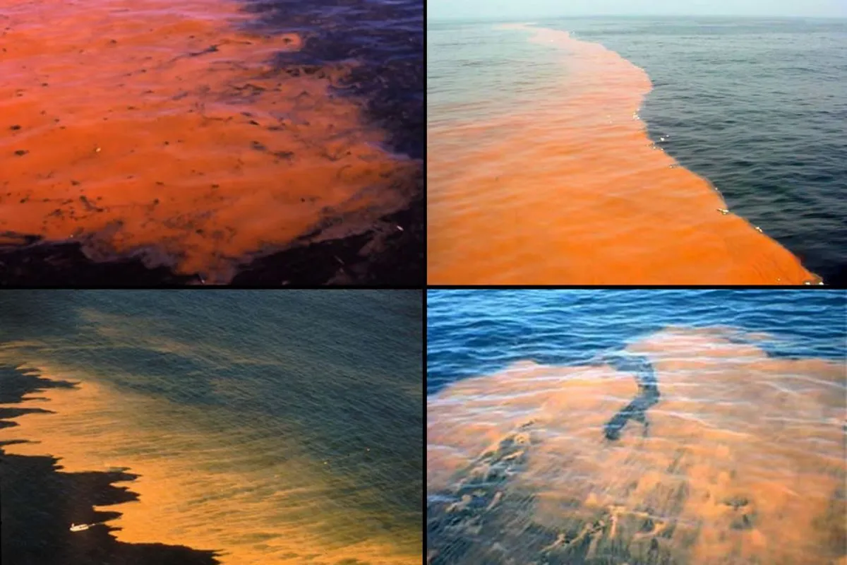 Giải m&atilde; hiện tượng thủy triều đỏ v&agrave; t&aacute;c động đến hệ sinh th&aacute;i biển- Ảnh 1.