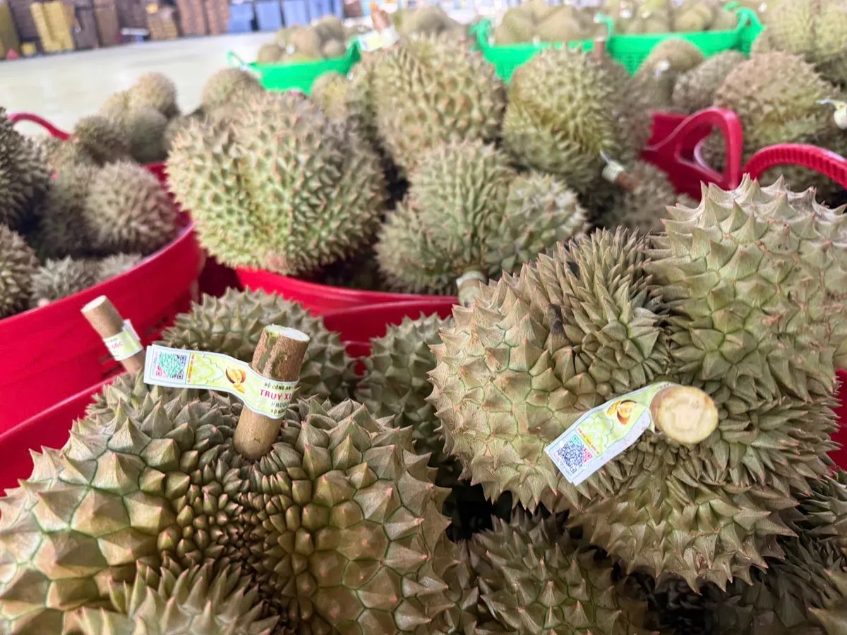 Xuất khẩu l&ocirc; sầu ri&ecirc;ng đầu ti&ecirc;n nhờ th&ocirc;ng quan Luồng xanh - Ảnh 1.