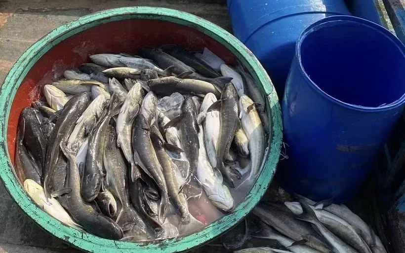 Các hộ nuôi thu gom cá bớp chết. (Ảnh: TTXVN phát)