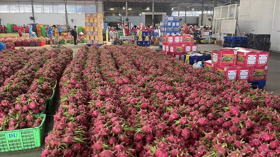 Xuất khẩu thanh long phục hồi, Th&aacute;i Lan v&agrave; Trung Đ&ocirc;ng trở th&agrave;nh động lực tăng trưởng- Ảnh 1.