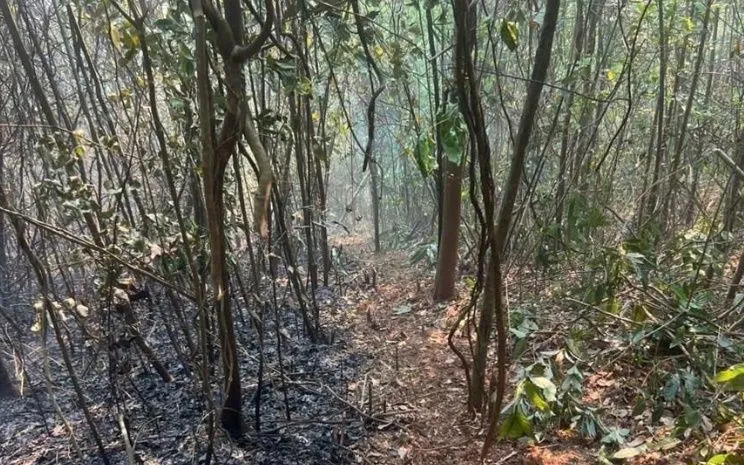 Khu vực xảy ra cháy rừng. Ảnh: TTXVN 
