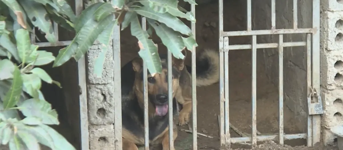 Báo động dịch bệnh dại- Ảnh 1. Báo động dịch bệnh dại- Ảnh 1.