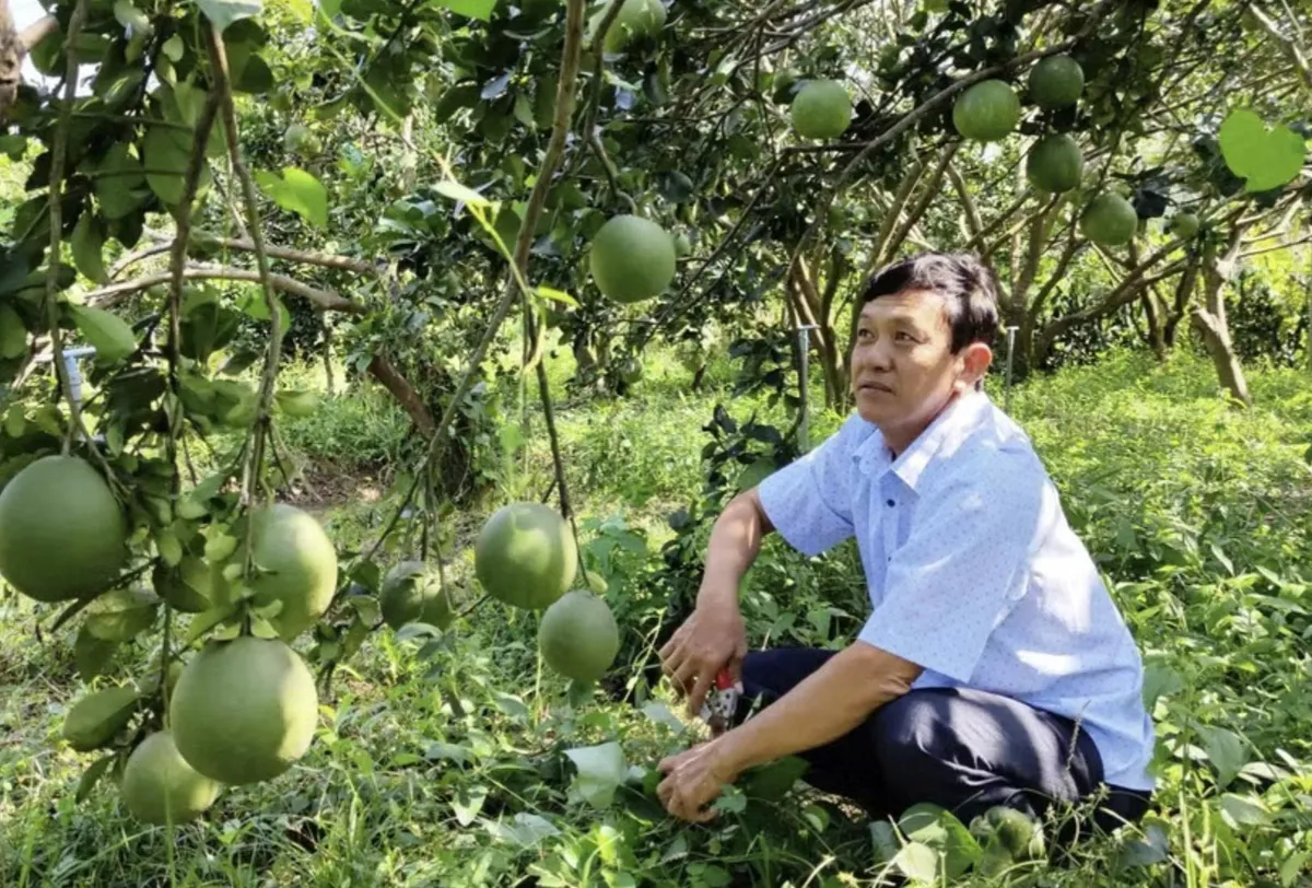 Việt Nam chuẩn bị xuất khẩu l&ocirc; bưởi đầu ti&ecirc;n v&agrave;o thị trường Australia- Ảnh 1.