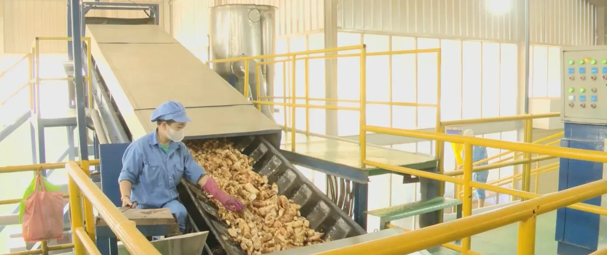 M&atilde; số v&ugrave;ng trồng, &ldquo;giấy th&ocirc;ng h&agrave;nh" cho n&ocirc;ng sản xuất khẩu- Ảnh 4.