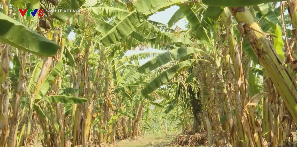 M&atilde; số v&ugrave;ng trồng, &ldquo;giấy th&ocirc;ng h&agrave;nh" cho n&ocirc;ng sản xuất khẩu- Ảnh 3.