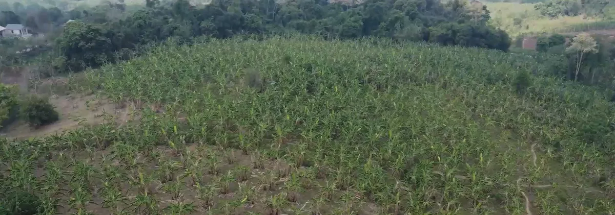 M&atilde; số v&ugrave;ng trồng, &ldquo;giấy th&ocirc;ng h&agrave;nh" cho n&ocirc;ng sản xuất khẩu- Ảnh 5.