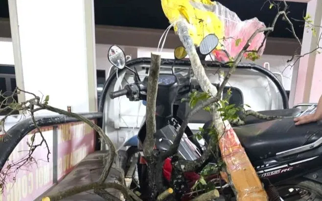 Số lượng cây muội hồng cơ quan chức năng thu giữ được.