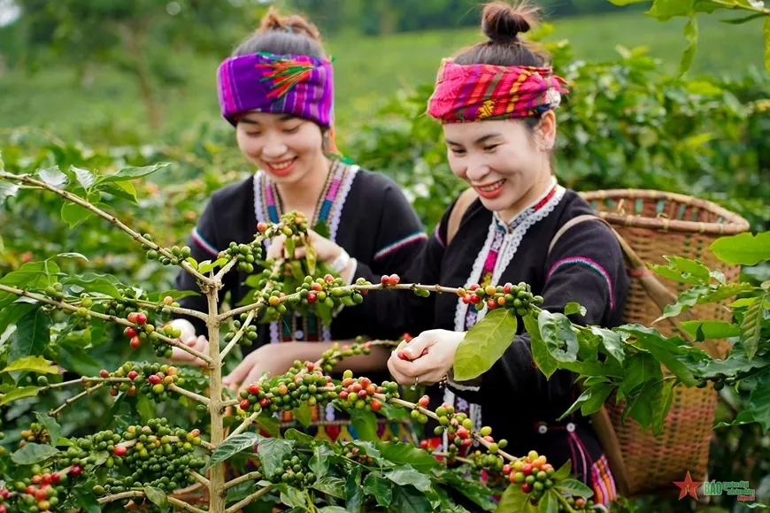 Bản tin n&ocirc;ng sản h&ocirc;m nay (12-4): Gi&aacute; c&agrave; ph&ecirc;, hồ ti&ecirc;u đồng loạt tăng- Ảnh 1.