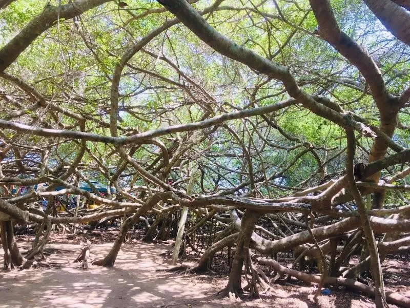 Giàn Gừa trăm tuổi ở Cần Thơ: “Mái che” cách mạng mang vẻ đẹp ma mị giữa miền Tây- Ảnh 1. Giàn Gừa trăm tuổi ở Cần Thơ: “Mái che” cách mạng mang vẻ đẹp ma mị giữa miền Tây- Ảnh 1.