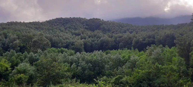 Đà Nẵng định hướng đến năm 2040 thay thế 90% diện tích trông keo bằng cây trông khác- Ảnh 1. Đà Nẵng định hướng đến năm 2040 thay thế 90% diện tích trông keo bằng cây trông khác- Ảnh 1.