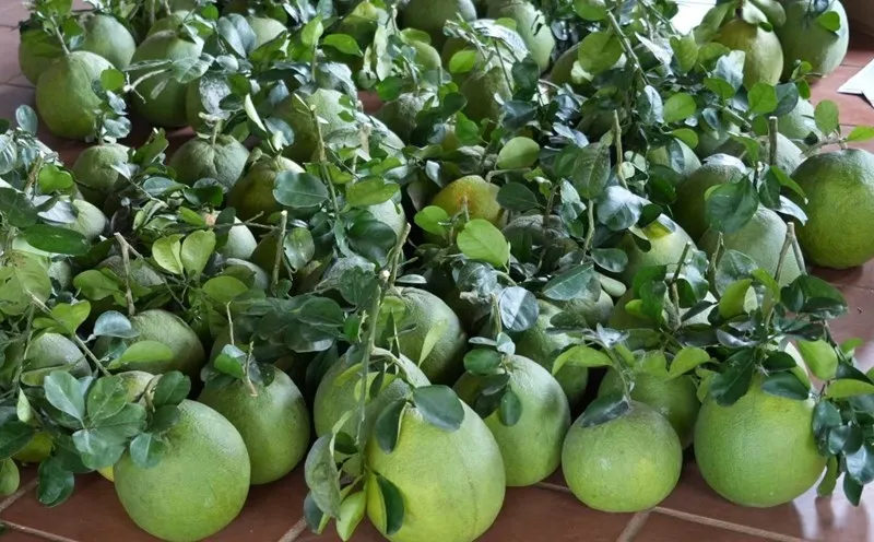 Việt Nam xuất khẩu lô bưởi đầu tiên sang Australia- Ảnh 1. Việt Nam xuất khẩu lô bưởi đầu tiên sang Australia- Ảnh 1.