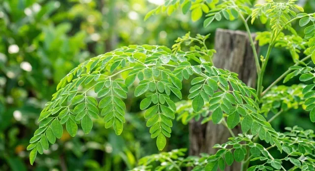 V&igrave; sao ch&ugrave;m ng&acirc;y được v&iacute; như &ldquo;thịt b&ograve; của thực vật&rdquo;?- Ảnh 1.