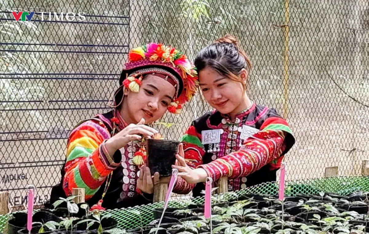 Lai Ch&acirc;u: Từ khai th&aacute;c tự ph&aacute;t đến định h&igrave;nh v&ugrave;ng dược liệu dưới t&aacute;n rừng ở Bum Nưa - Ảnh 2.