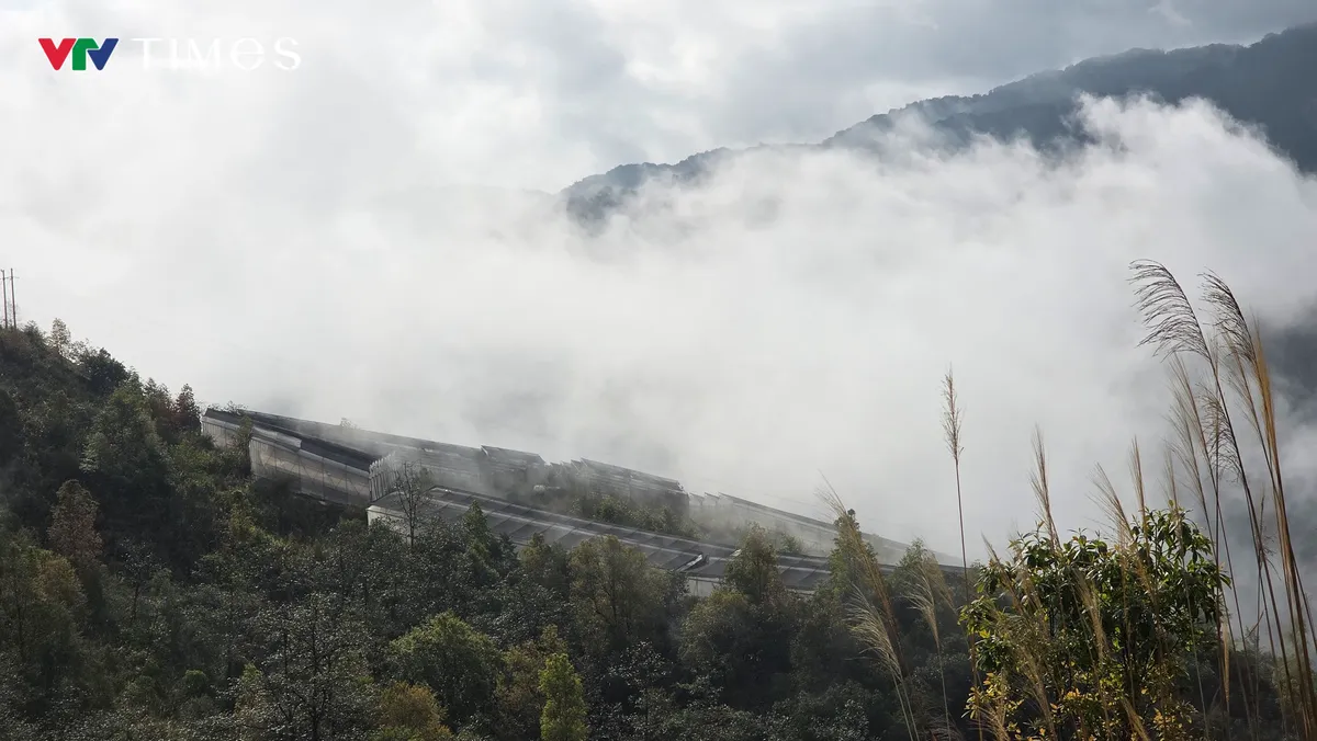 Lai Ch&acirc;u: Từ khai th&aacute;c tự ph&aacute;t đến định h&igrave;nh v&ugrave;ng dược liệu dưới t&aacute;n rừng ở Bum Nưa - Ảnh 5.