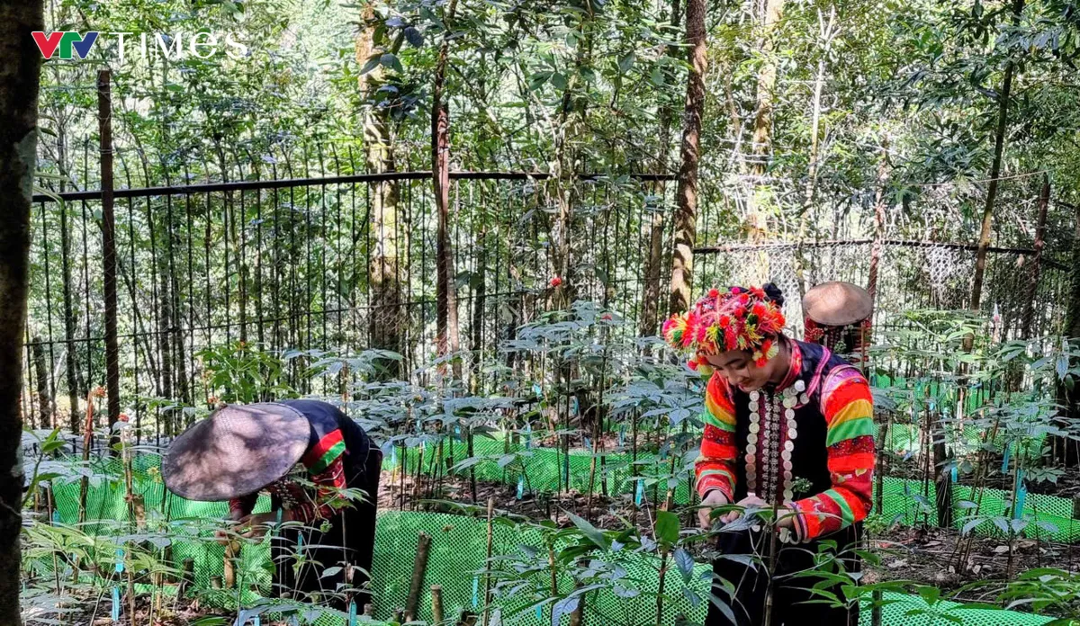 Lai Ch&acirc;u: Từ khai th&aacute;c tự ph&aacute;t đến định h&igrave;nh v&ugrave;ng dược liệu dưới t&aacute;n rừng ở Bum Nưa - Ảnh 3.