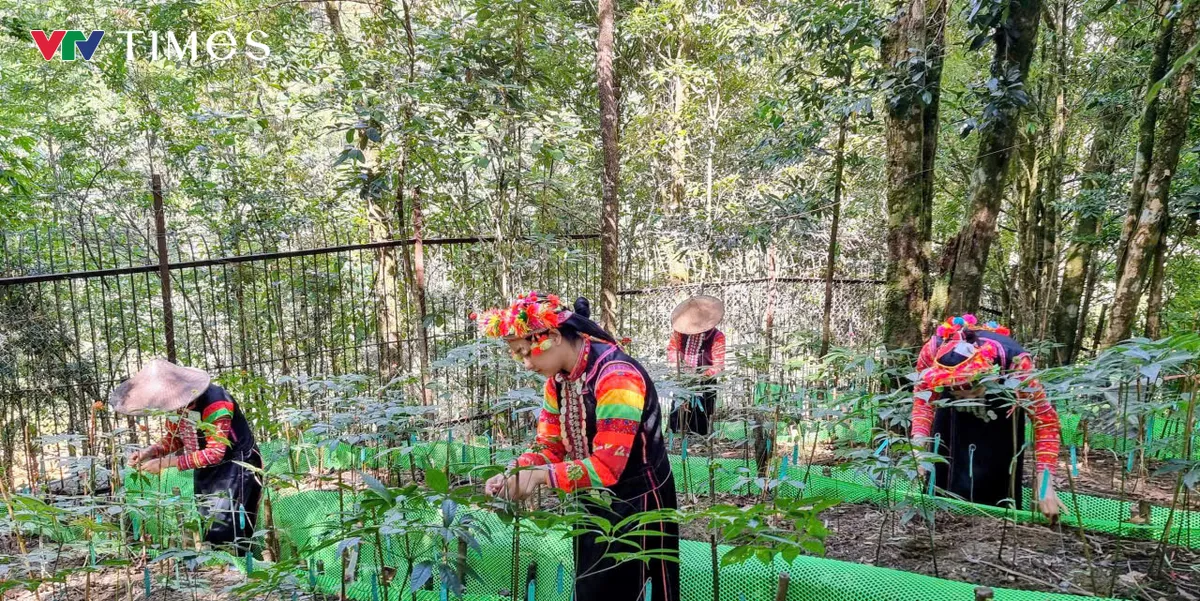 Lai Ch&acirc;u: Từ khai th&aacute;c tự ph&aacute;t đến định h&igrave;nh v&ugrave;ng dược liệu dưới t&aacute;n rừng ở Bum Nưa - Ảnh 4.