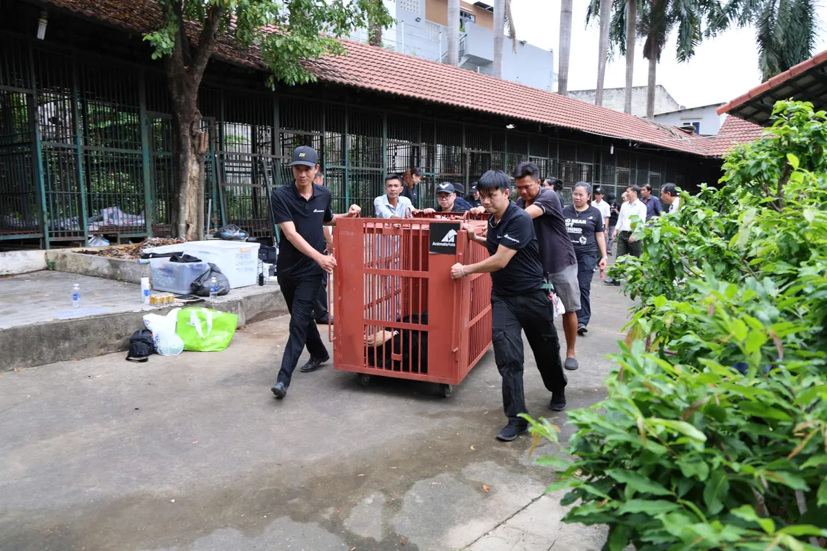 Cứu hộ 4 c&aacute; thể gấu nu&ocirc;i nhốt, đưa về Bạch M&atilde; chăm s&oacute;c - Ảnh 1.