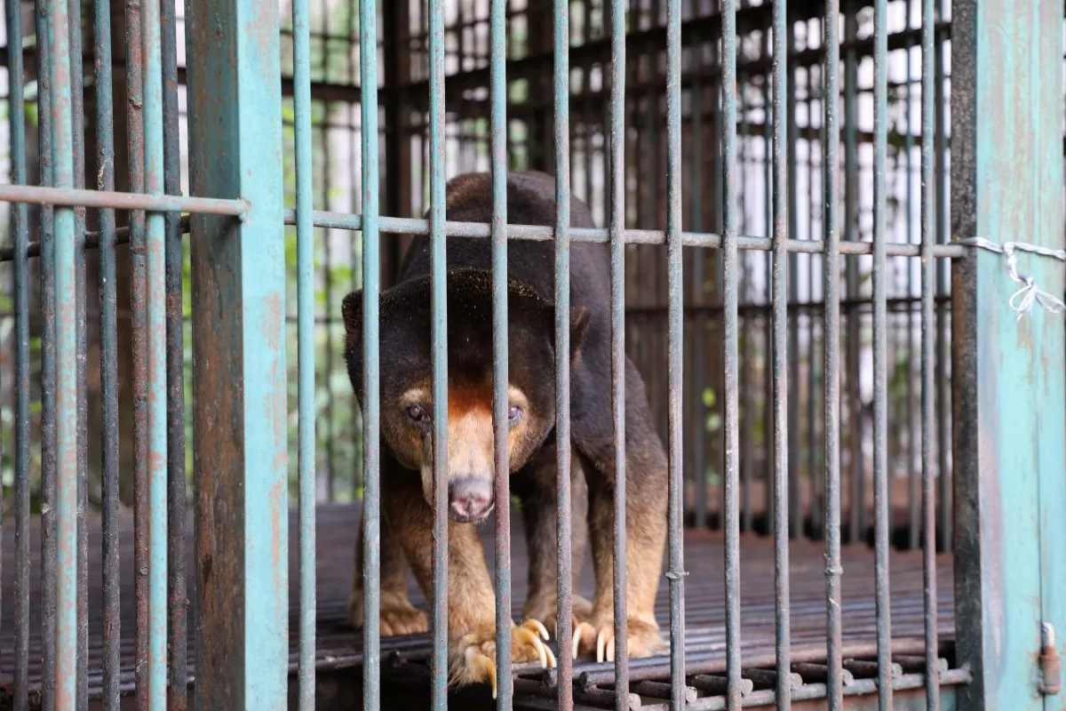 Cứu hộ 4 c&aacute; thể gấu nu&ocirc;i nhốt, đưa về Bạch M&atilde; chăm s&oacute;c - Ảnh 3.