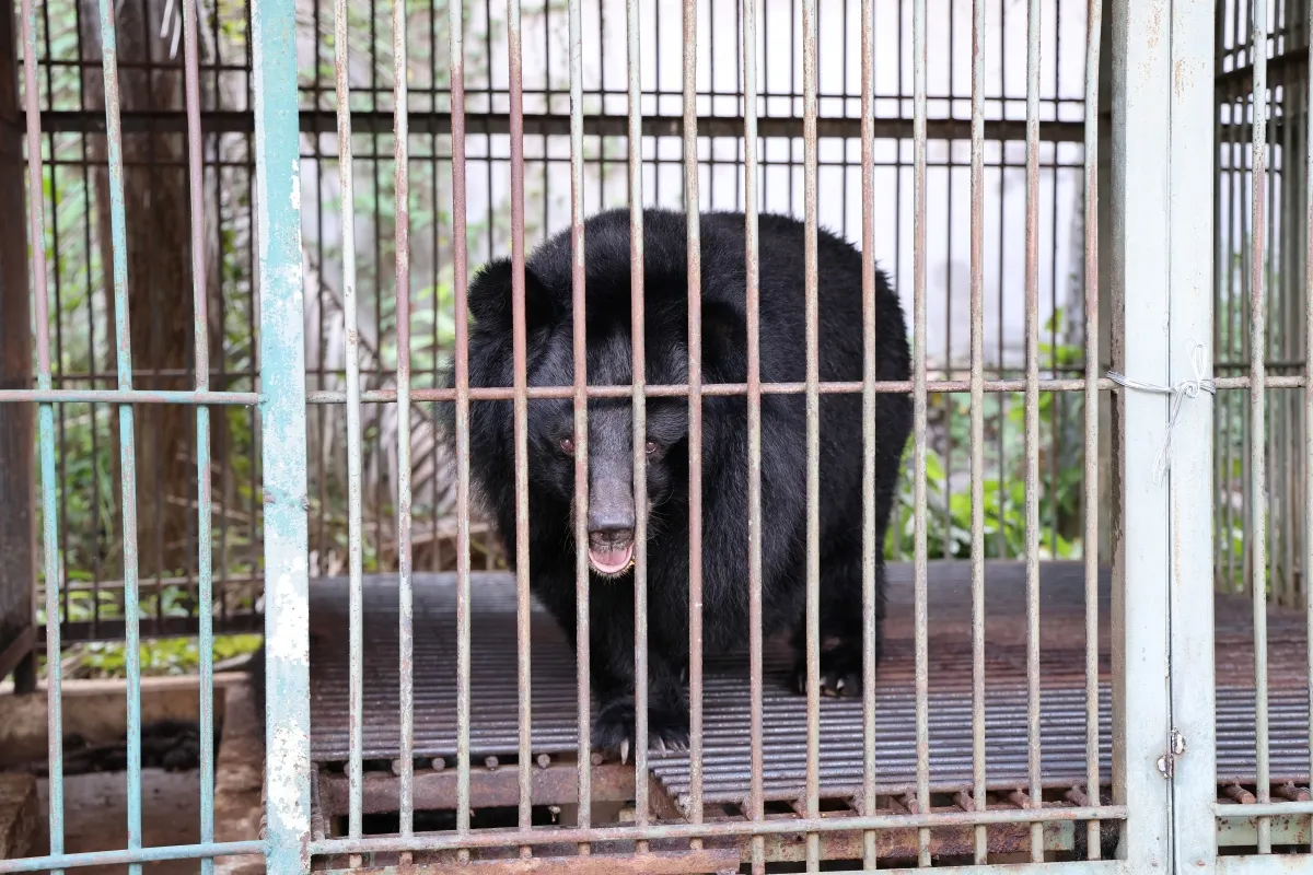 Cứu hộ 4 c&aacute; thể gấu nu&ocirc;i nhốt, đưa về Bạch M&atilde; chăm s&oacute;c - Ảnh 2.