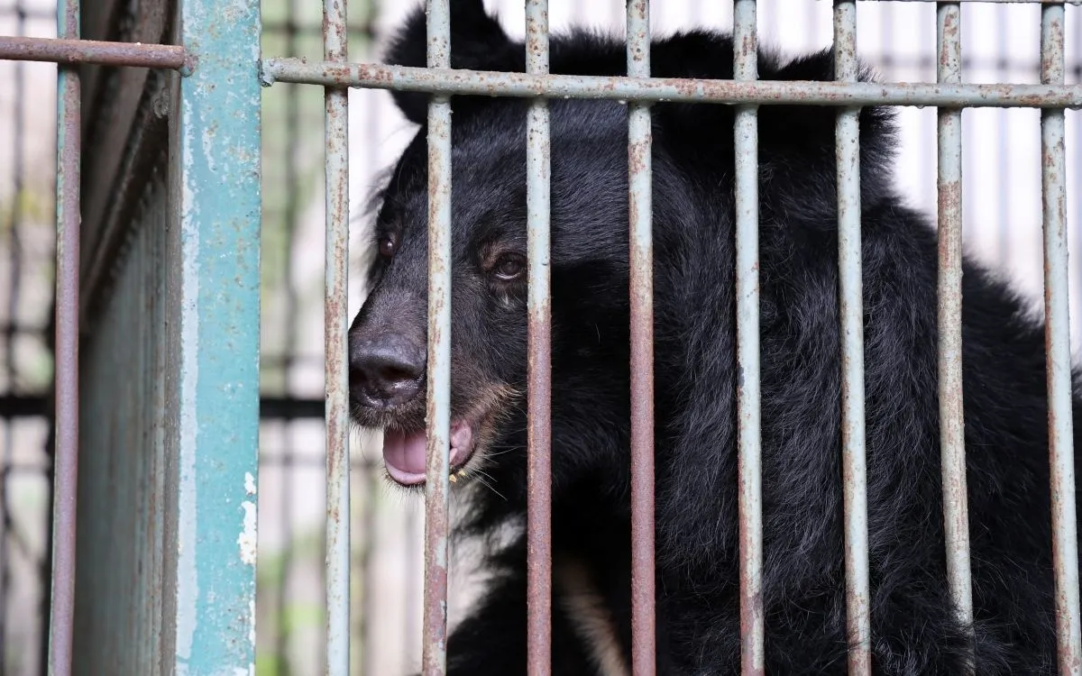 4 cá thể gấu nuôi nhốt do một doanh nghiệp trên địa bàn tự nguyện chuyển giao