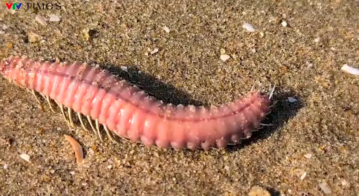 Sứa v&agrave; s&acirc;u biển hiện d&agrave;y đặc ở B&atilde;i Sau Vũng T&agrave;u - Ảnh 2.