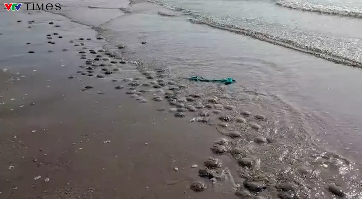 Sứa v&agrave; s&acirc;u biển hiện d&agrave;y đặc ở B&atilde;i Sau Vũng T&agrave;u - Ảnh 1.
