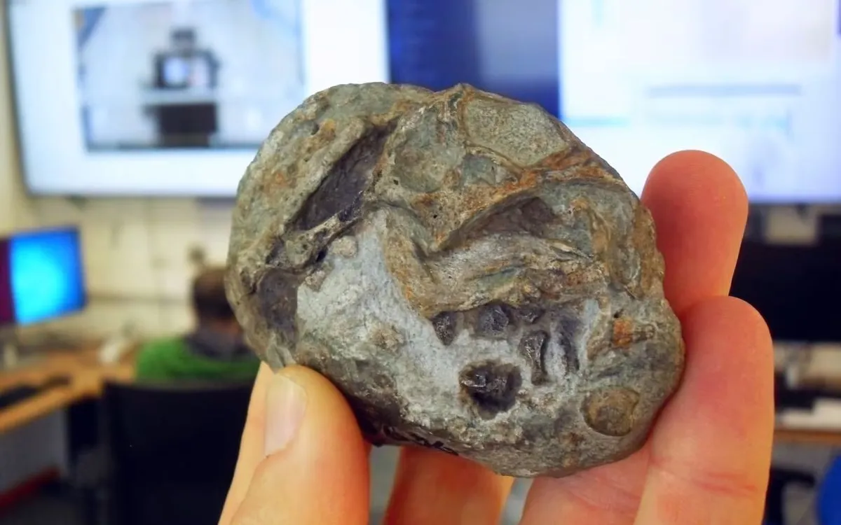 Hóa thạch phôi Lystrosaurus được các nhà khoa học nghiên cứu. (Ảnh: Julien Benoit)