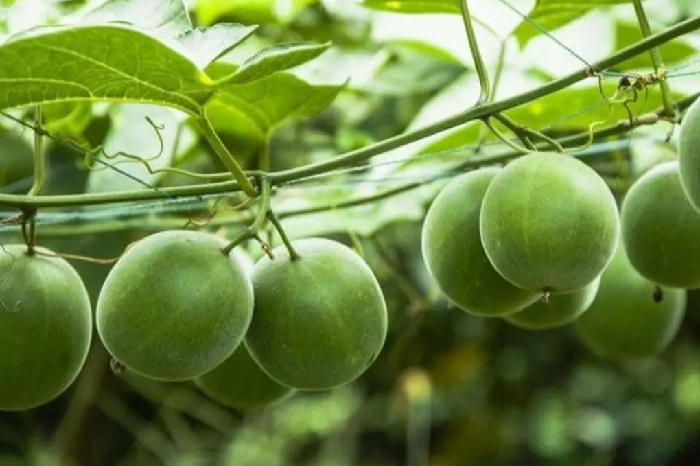 Quả la h&aacute;n: Vị ngọt tự nhi&ecirc;n &ldquo;đặc biệt&rdquo; v&agrave; những lợi &iacute;ch sức khỏe đ&aacute;ng ch&uacute; &yacute;- Ảnh 1.