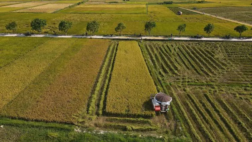 Nông nghiệp Việt trong kỷ nguyên xanh: Cơ hội lớn từ hạt gạo nhỏ- Ảnh 1. Nông nghiệp Việt trong kỷ nguyên xanh: Cơ hội lớn từ hạt gạo nhỏ- Ảnh 1.