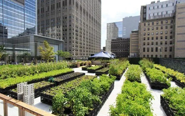 Với hơn 13,6 triệu dân, TP Hồ Chí Minh không thể xem nhẹ nông nghiệp đô thị như một lựa chọn phụ trợ mà phải coi đó là trụ cột an ninh lương thực.