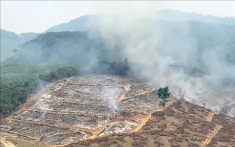 Do ảnh hưởng của thời tiết nắng nóng, kết hợp việc đốt dọn thực bì sau khai thác, ngọn lửa nhanh chóng bùng phát và lan rộng, với diện tích cháy ước khoảng 2 ha. Ảnh: TTXVN