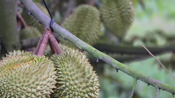 &Aacute;ch tắc kiểm định l&agrave;m gi&aacute;n đoạn chuỗi thu mua sầu ri&ecirc;ng tại Đồng bằng s&ocirc;ng Cửu Long - Ảnh 2.