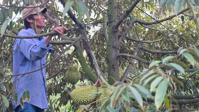 &Aacute;ch tắc kiểm định l&agrave;m gi&aacute;n đoạn chuỗi thu mua sầu ri&ecirc;ng tại Đồng bằng s&ocirc;ng Cửu Long - Ảnh 1.