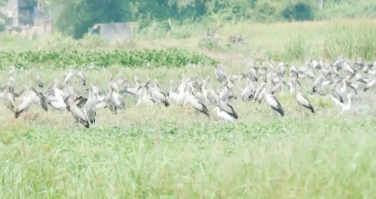 Đ&agrave;n c&ograve; nhạn qu&yacute; hiếm xuất hiện ở Đắk Lắk- Ảnh 1.