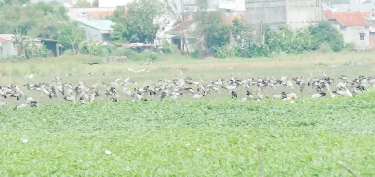 Đ&agrave;n c&ograve; nhạn qu&yacute; hiếm xuất hiện ở Đắk Lắk- Ảnh 2.