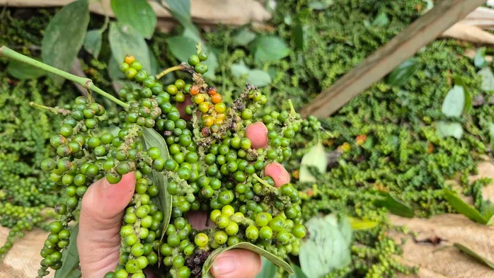 Một doanh nghiệp xuất khẩu hồ ti&ecirc;u bị lừa đảo mất gần 16 tỉ đồng tại Pakistan- Ảnh 1.