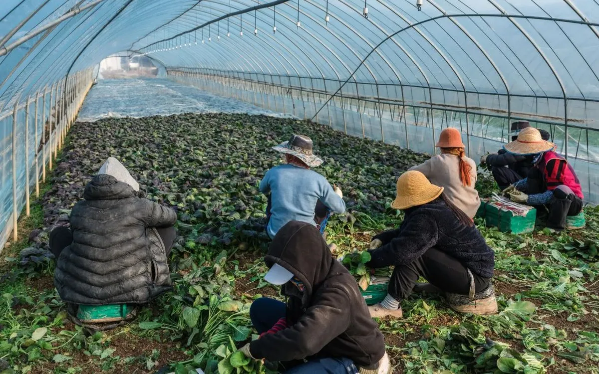 Công nhân nhập cư đang thu hoạch và đóng gói rau trong nhà kính ở Gasan-myeon, Hàn Quốc. Ảnh minh họa: Nytimes