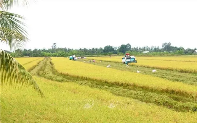 Giá gạo thơm xuất khẩu của Việt Nam tăng