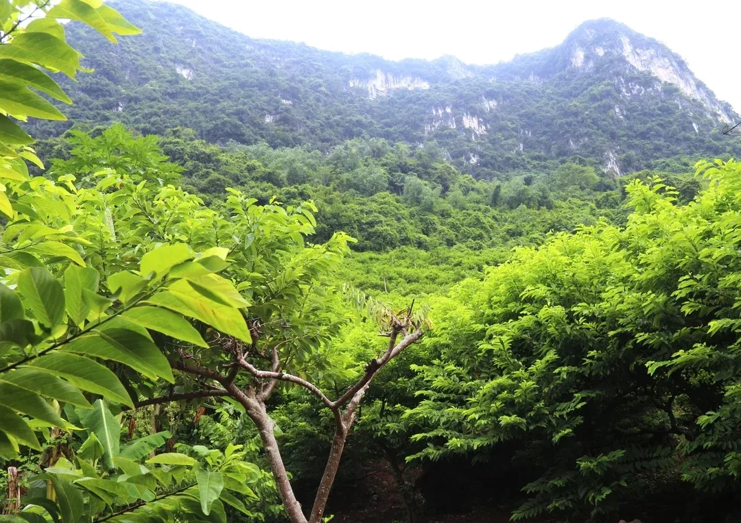 Giải m&atilde; cơ chế th&iacute;ch nghi kỳ diệu của thực vật v&ugrave;ng n&uacute;i đ&aacute; cao- Ảnh 1.