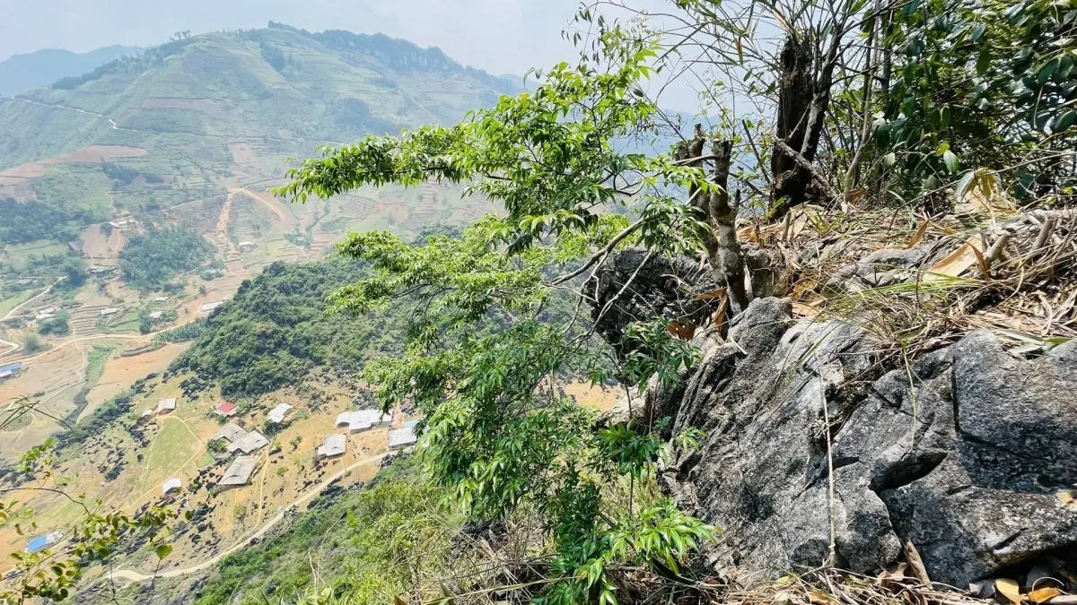 Giải m&atilde; cơ chế th&iacute;ch nghi kỳ diệu của thực vật v&ugrave;ng n&uacute;i đ&aacute; cao- Ảnh 2.