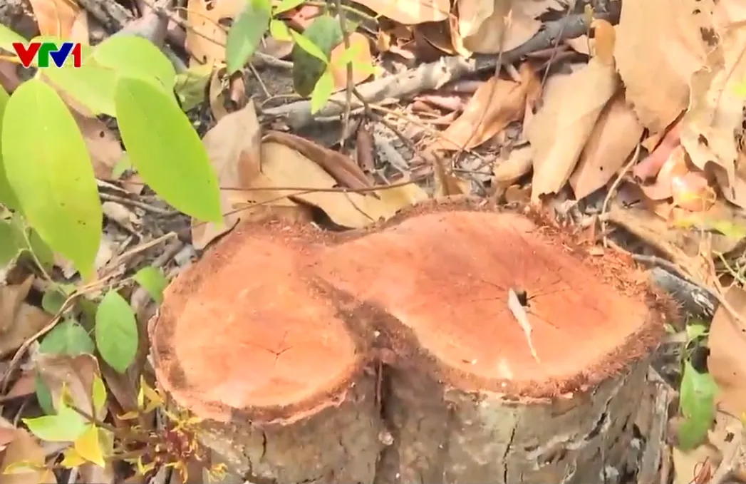 GIA TĂNG T&Igrave;NH TRẠNG KHAI TH&Aacute;C RỪNG TR&Aacute;I PH&Eacute;P - Ảnh 1.