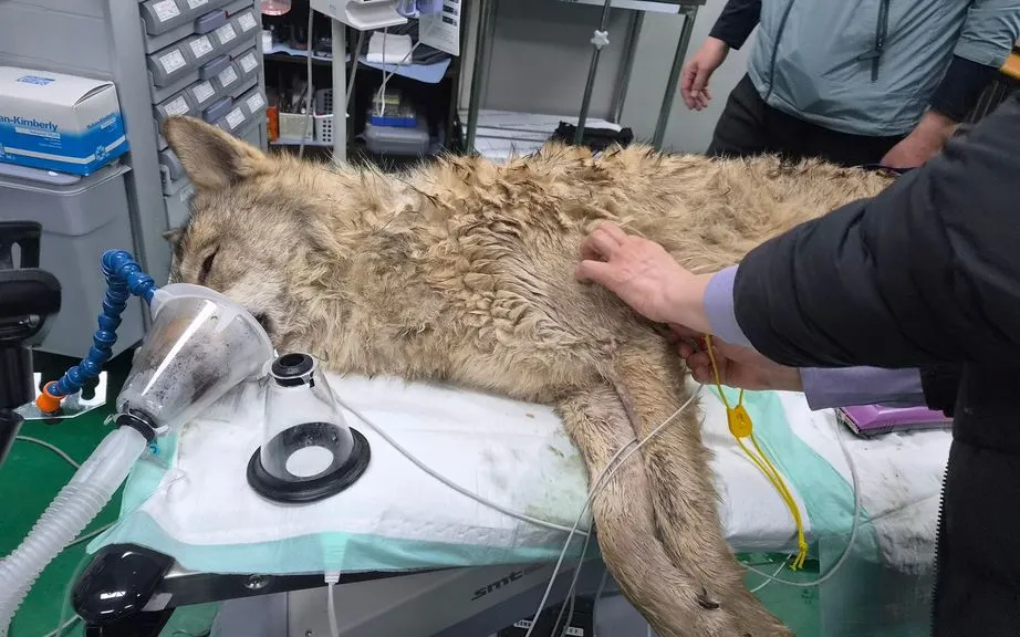 Bác sĩ thú y kiểm tra tình trạng sói Neukgu tại sở thú O-World, Daejeon, Hàn Quốc, ngày 17/4/2026. (Ảnh: Daejeon Municipality/AP)