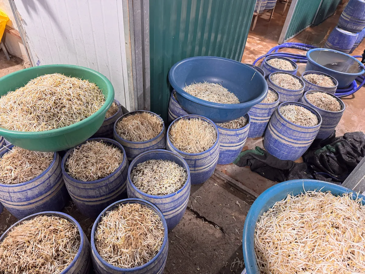 Hai phụ nữ bị khởi tố v&igrave; sản xuất gần 1,5 tấn gi&aacute; đỗ &ldquo;ngậm&rdquo; chất cấm- Ảnh 2.