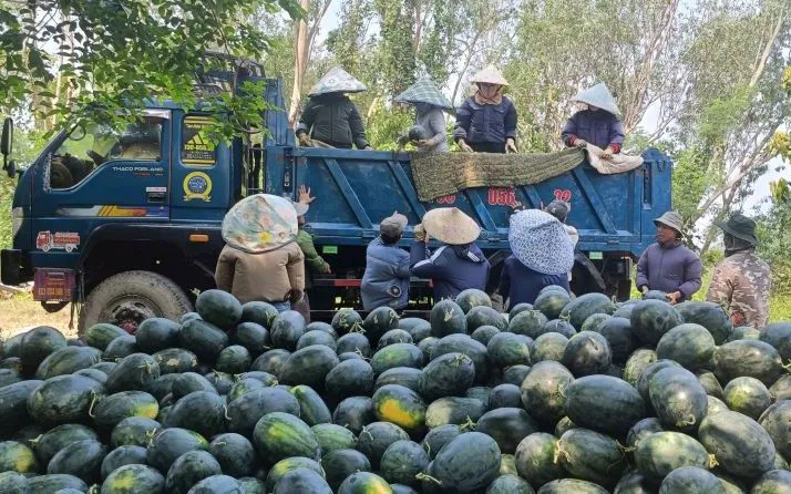 Năm nay, thời tiết thuận lợi, dưa hấu được mùa, năng suất đạt từ 12 - 16 tấn/ha nhưng giá thu mua tại ruộng chỉ khoảng 3.000 đồng/kg, khiến nhiều hộ rơi vào tình trạng thu không đủ chi.