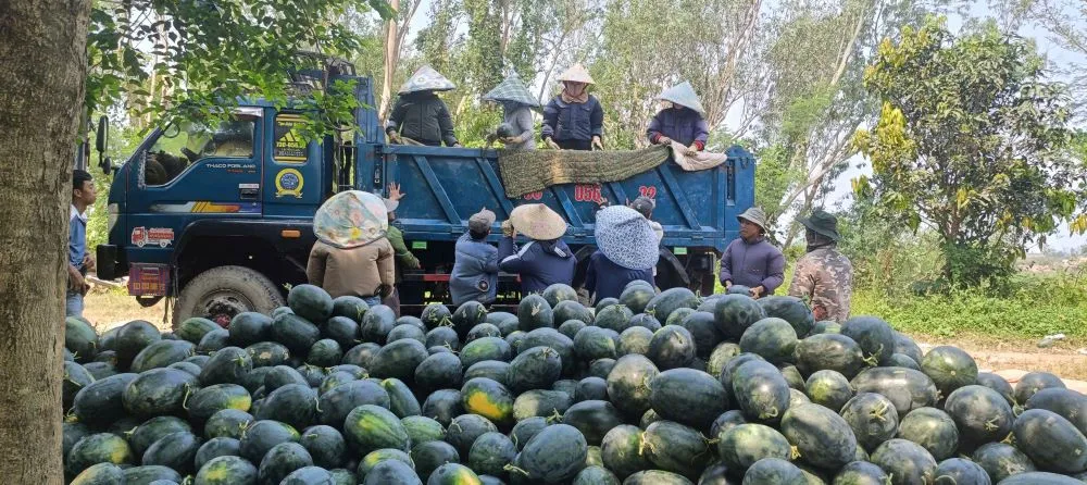 N&ocirc;ng d&acirc;n lao đao v&igrave; dưa hấu &ldquo;được m&ugrave;a, mất gi&aacute;&rdquo; - Ảnh 3.