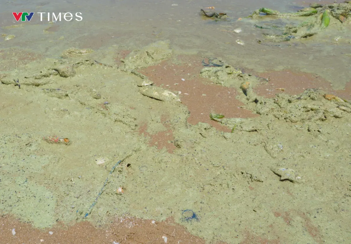 TP Hồ Ch&iacute; Minh x&aacute;c định nguy&ecirc;n nh&acirc;n nước biển B&atilde;i Sau đổi m&agrave;u bất thường- Ảnh 1.