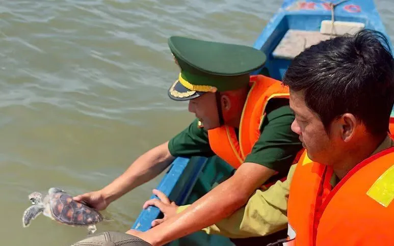 Cà Mau thả cá thể Đồi mồi và Vích về với biển. (Ảnh TTXVN phát)