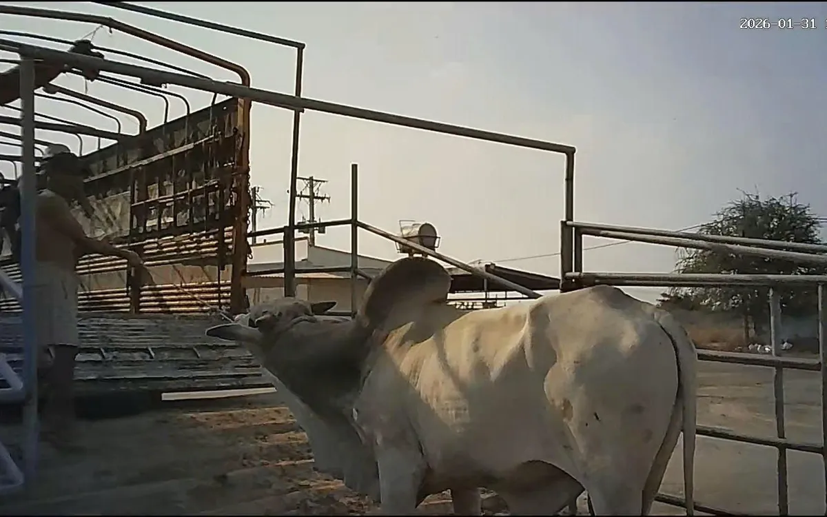 Bò lậu được vận chuyển vào trại.