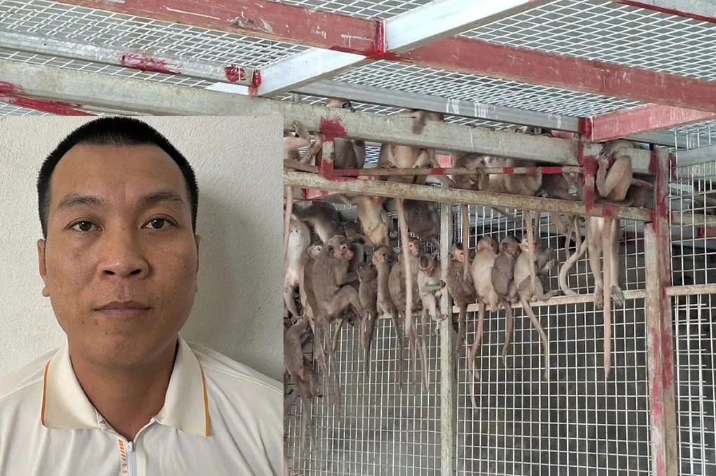 Khởi tố đối tượng vận chuyển h&agrave;ng trăm c&aacute; thể động vật hoang d&atilde; qu&yacute; hiếm ra bi&ecirc;n giới- Ảnh 1.